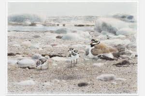 Lars Jonsson - Vår strand