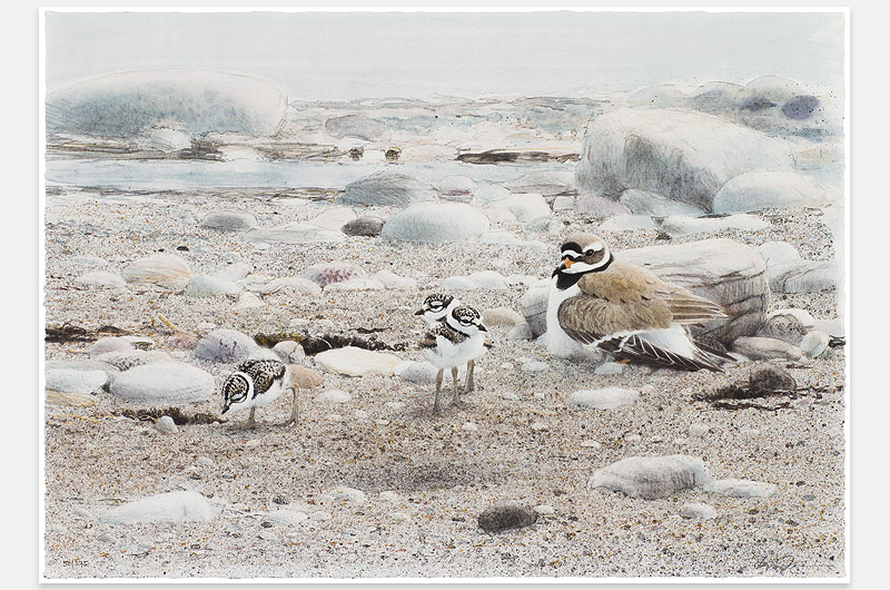 Lars Jonsson – Vår strand – Slutsåld